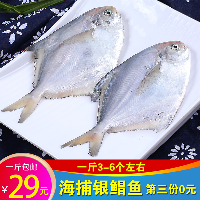 白鲳鱼平鱼冷冻野生银鲳鱼海鲜水产小鲳鱼新鲜鲜活生鲜海鱼