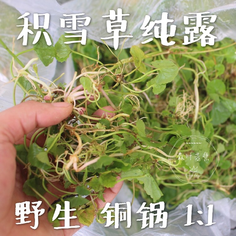积雪草纯露痘痘舒缓促进胶原蛋白修护屏障饱和精油500ml包邮,美容护肤/美体/精油,纯露/花水,淘宝优惠券,粉丝福利购,淘宝优惠卷