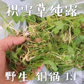 积雪草纯露痘痘舒缓促进胶原蛋白修护屏障饱和精油500ml 包邮