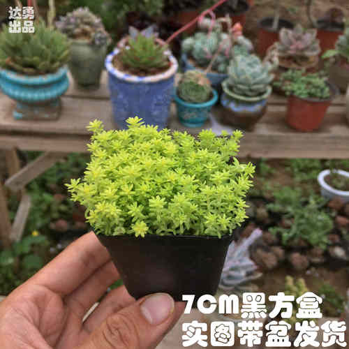 多肉柠檬贝瑞价格 多肉柠檬贝瑞图片 星期三