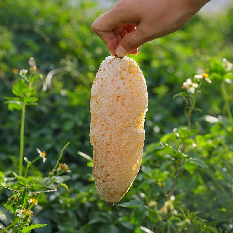 现货云南野生小挂蜜天然深山纯正小草蜂排蜜蜂巢蜜嚼着吃非土蜂蜜