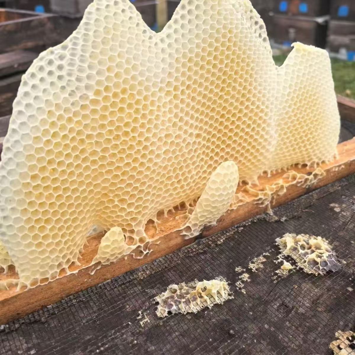 (蜜罐紫家正品)少蜜天然赘巢蜜蜂巢脾 蜂巢胚少少蜜 即食