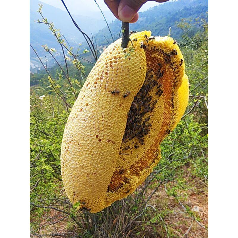 【小挂蜜】野生挂蜜天然深山小草蜂排蜜嚼着吃土蜂蜜蜂巢蜜带树枝