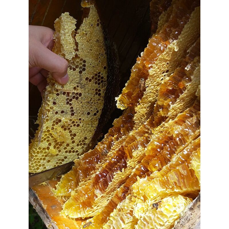老巢蜜土蜂蜜一斤纯正天然农家自产嚼着吃的新蜂糖蜂巢蜜盒装50