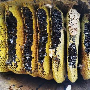 云南黑蜂蜜纯正米团花蜜高山黑蜜野生土蜂蜜蜂巢蜜嚼着吃