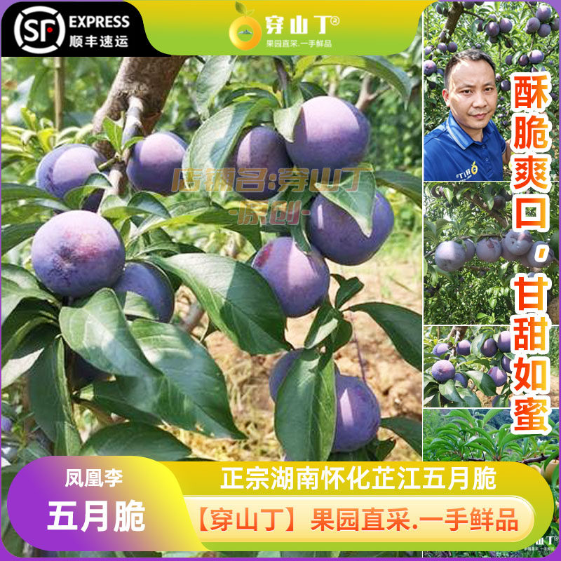 湖南怀化芷江五月脆李子-五月脆凤凰李新鲜采摘脆李子-香甜可口