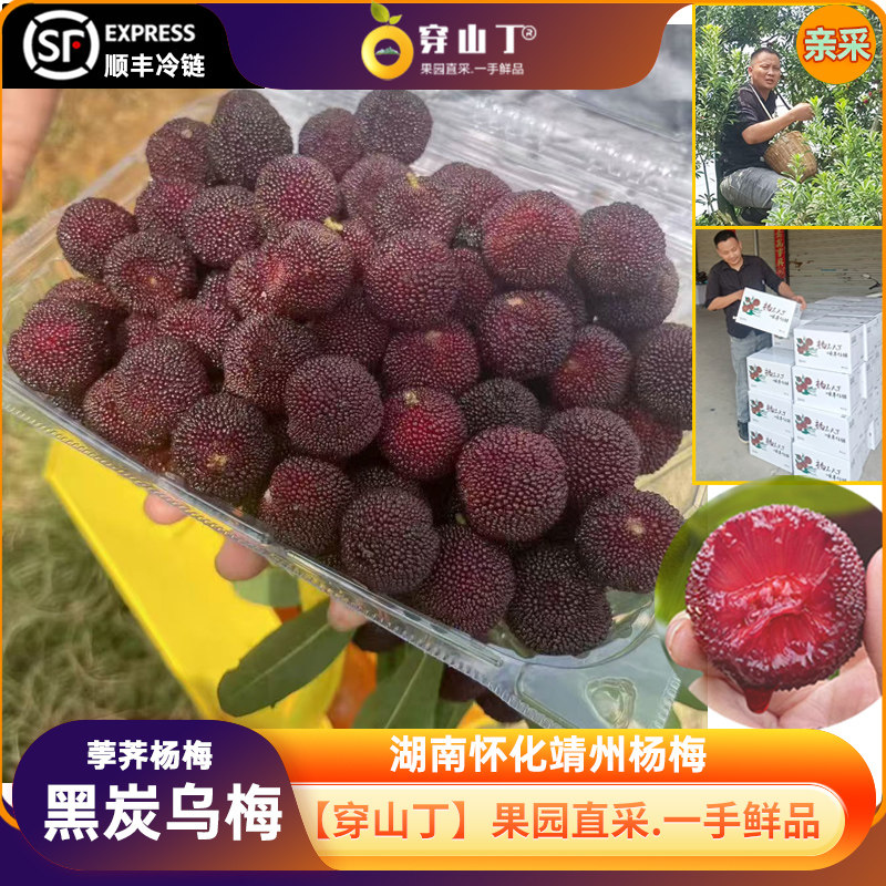 湖南怀化靖州杨梅_荸荠杨梅黑炭乌梅果园现摘新鲜孕妇当季水果