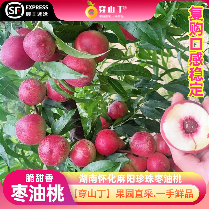 怀化芷江新鲜现摘珍珠枣油桃小油桃脆甜离核袖珍蜜桃味孕妇水果