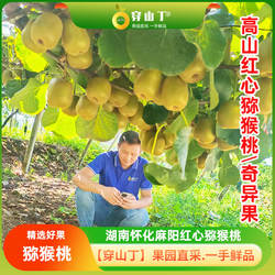 湖南怀化麻阳猕猴桃_高山红心猕猴桃奇异果新鲜采摘产地直发