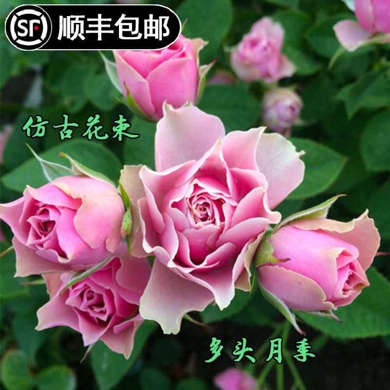 日月仿古花束月季花苗灌木多头切花勤花庭院阳台适合推荐品种盆栽