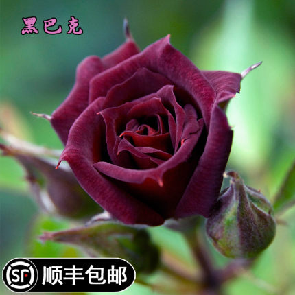 黑巴克切花月季花苗玫瑰特大花黑红色玫瑰阳台开花卉盆栽绿植物