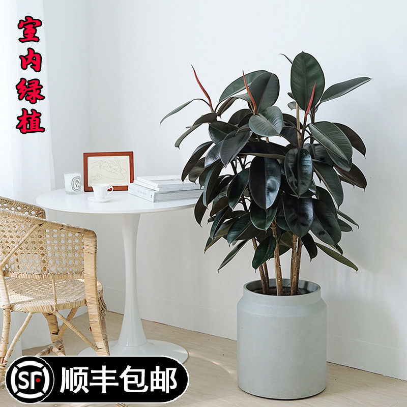 橡皮树盆栽树苗黑金刚耐寒植物室内绿植四季花苗阳台庭院办公桌面