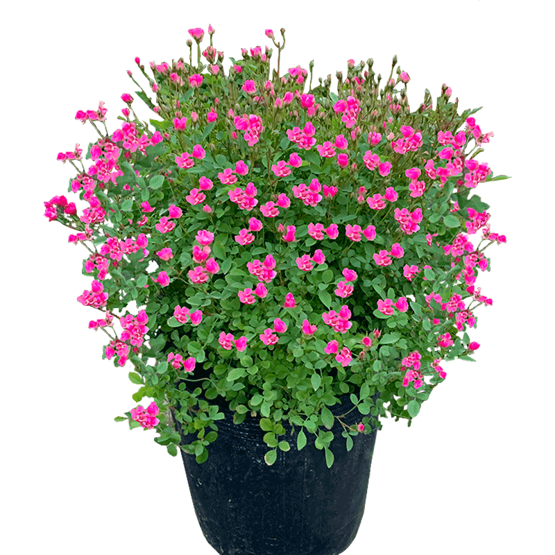 绿植微型玫瑰花卉阳台月季小苗