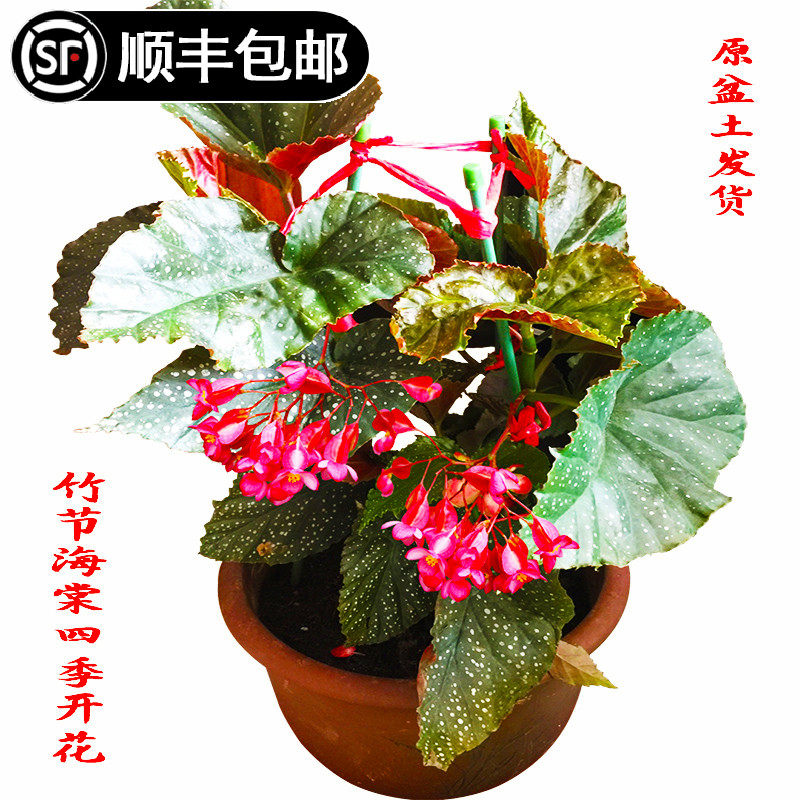 盆栽花苗桌面办公室阳台竹节海棠图片