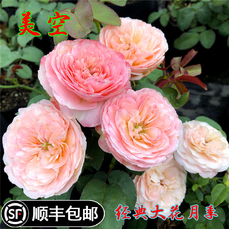 日月季美空欧月灌木盆栽花园苗阳台切花浓香型多季开花花苗