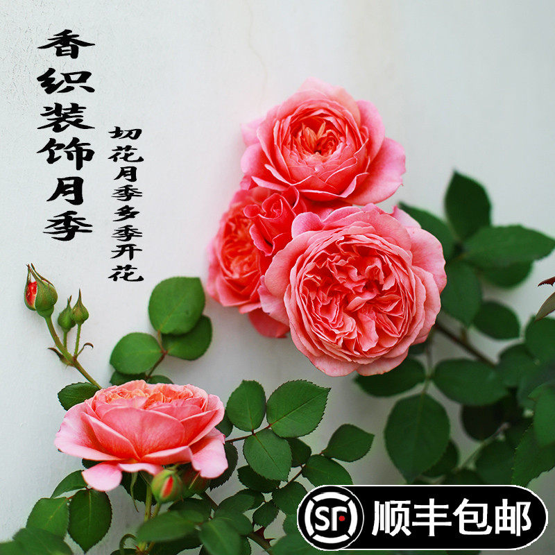 新品香织装饰月季花苗庭院阳台盆栽多花玫瑰大花浓香多季开花灌木