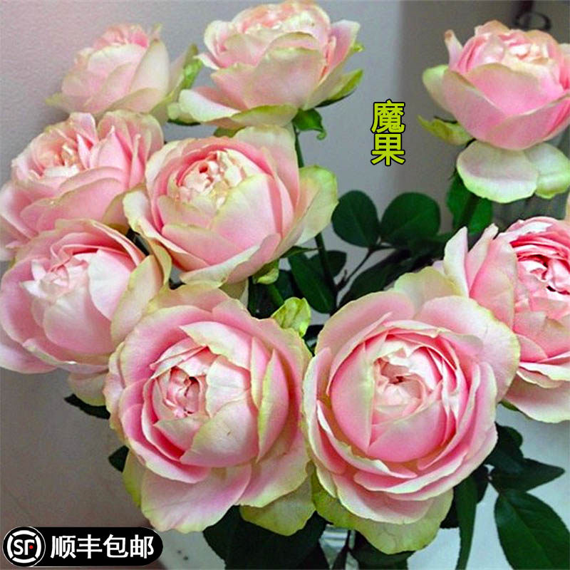 魔果多季切花包子月季花苗盆栽大花型浓香阳台庭院花卉渐变色品种