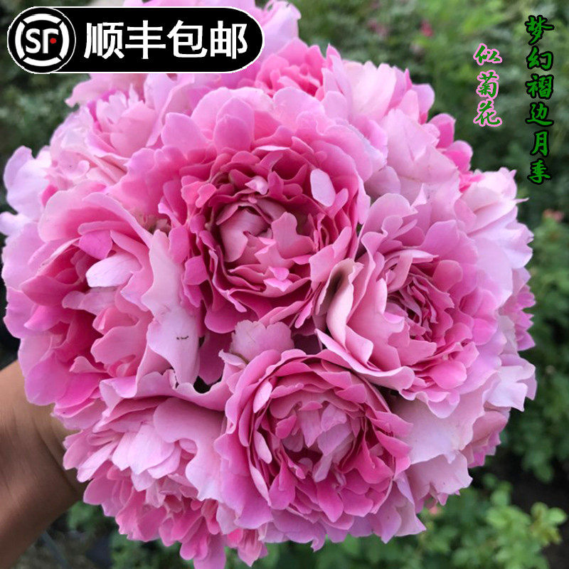 梦幻褶边粉色像菊花月季梦幻波浪梦幻褶裙花式蛋糕月季盆栽花卉