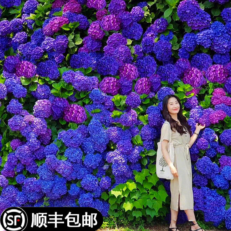 无尽夏绣球特大母系老桩绣球花苗庭院耐寒植物四季开花卉阳台盆栽