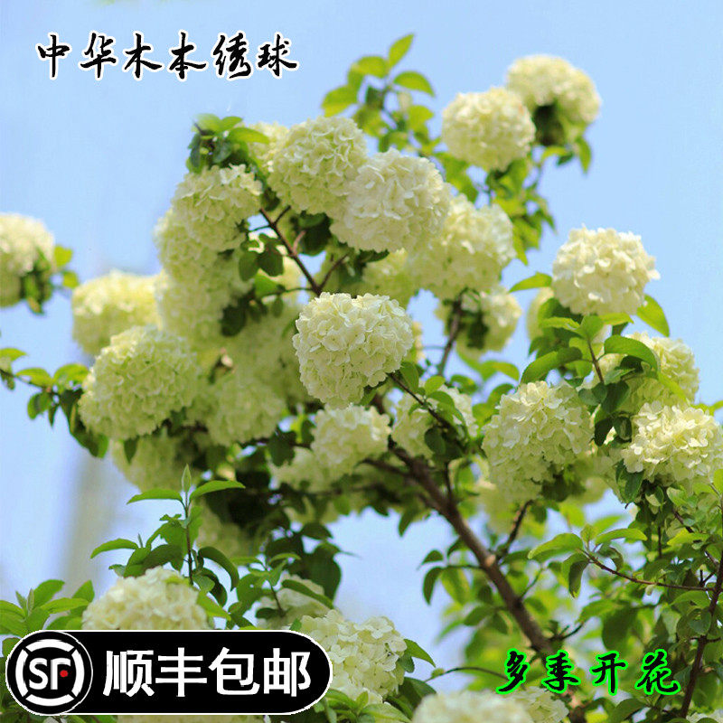 中华木绣球盆栽多季开花苗白色大花绣球斗球马球花卉绿植室外庭院