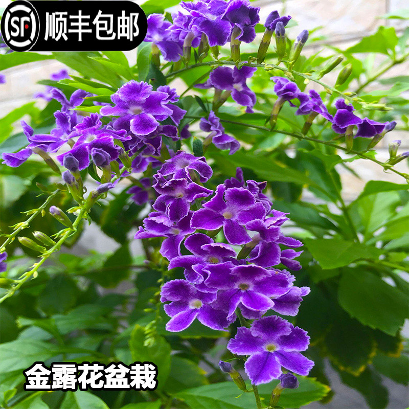 金露花浓香连翘花盆栽蕾丝香水味