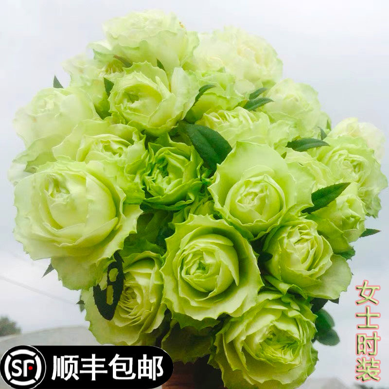 新品女士时装月季品种绿色切花玫瑰多季开大花浓香阳台庭院花卉苗
