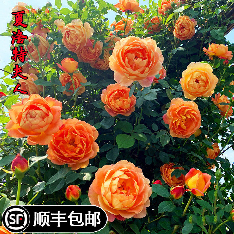 夏洛特夫人爬藤本月季玫瑰花苗盆栽植物花卉围墙拱门庭院多季开花