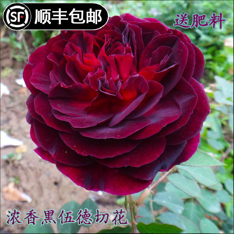 曼斯特德伍德黑伍德奥斯汀玫瑰月季花苗勤花强香庭院阳台藤本月季