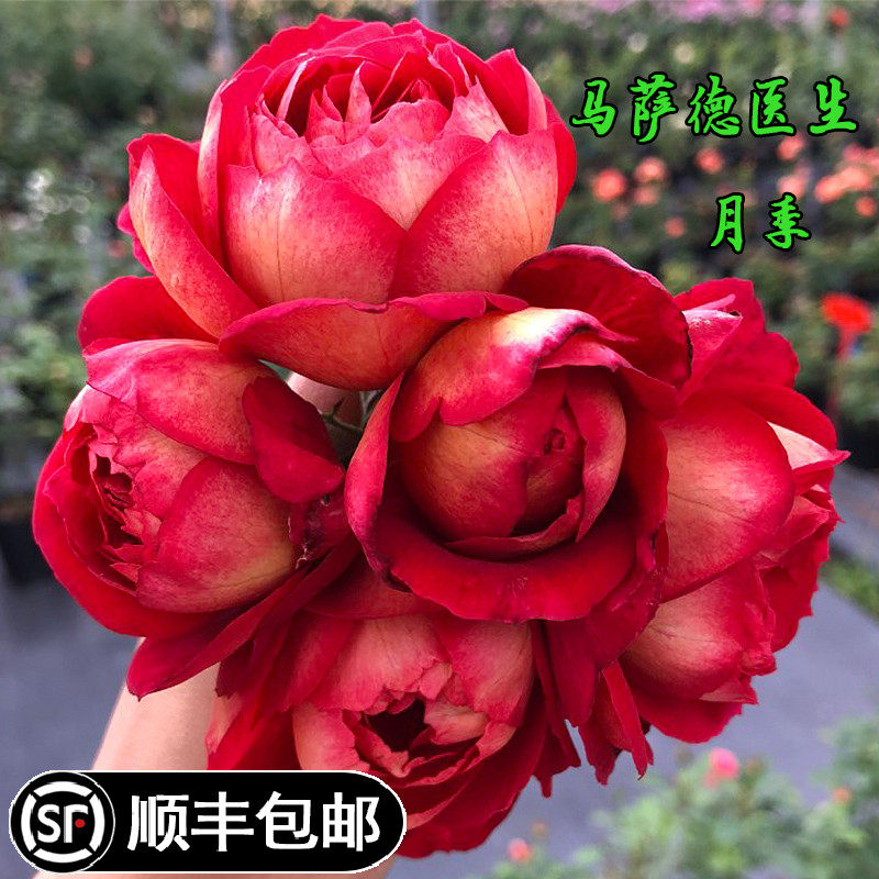 精选马萨德医生月季大花浓香包子多季开花卉灌木抗病花园阳台盆栽