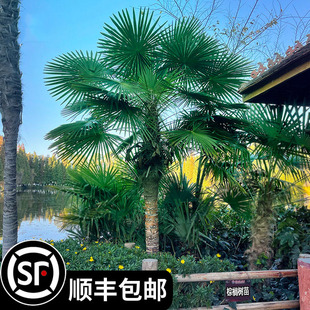 棕榈树苗扇子树庭院风景大树园林绿化四季常青植物盆栽造景苗木