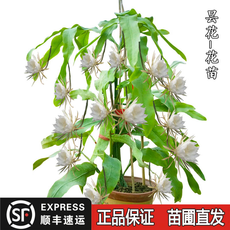 昙花花苗琼花花苗昙花一现只为韦陀绿植盆栽室内室外四季种植大花 鲜花速递/花卉仿真/绿植园艺 绿植 原图主图