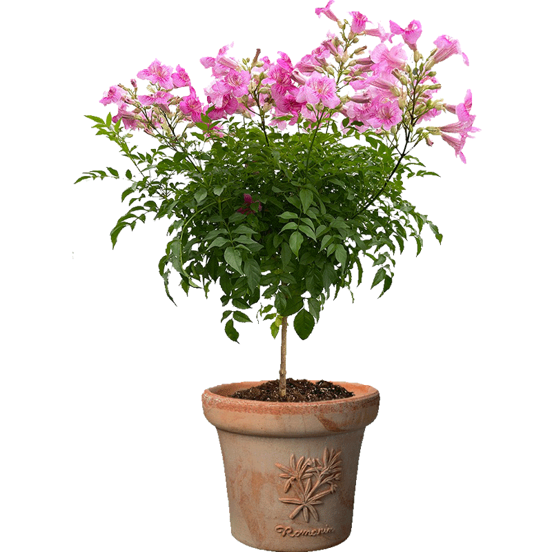 粉色凌霄花棒糖盆栽庭院阳台攀