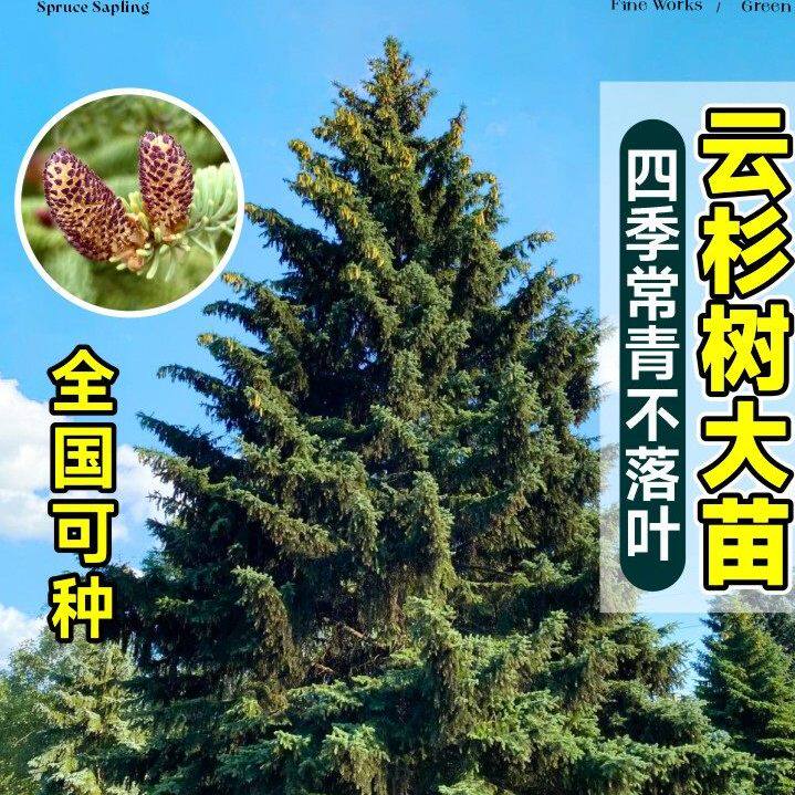 现货云杉树苗挪威植物盆栽室内室外花卉园林绿化家庭商场活圣诞