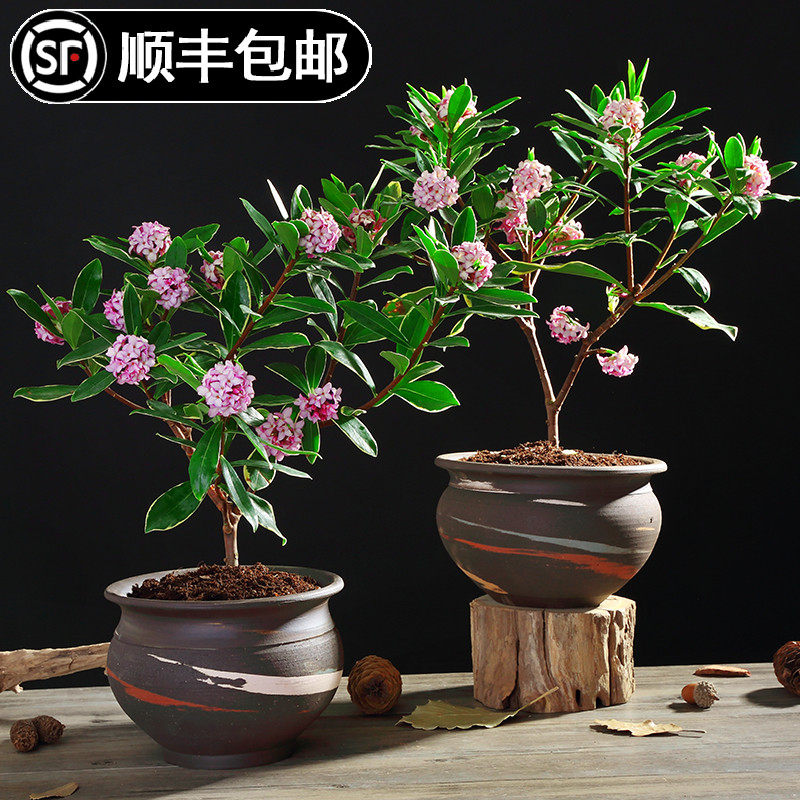 金边瑞香盆栽花盆花卉绿植带花苞图片
