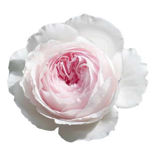 新品克里斯蒂娜公爵夫人月季尘世天使玫瑰可藤可灌抗病直立开花仙