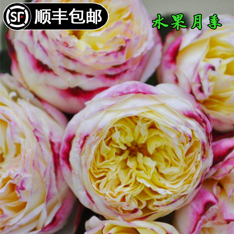 新品水果切花月季强水果香抗病微型多季开花阳台开花盆栽玫瑰花苗