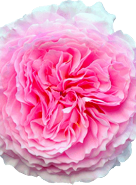 爬藤玫瑰庭院阳台月季花苗新品