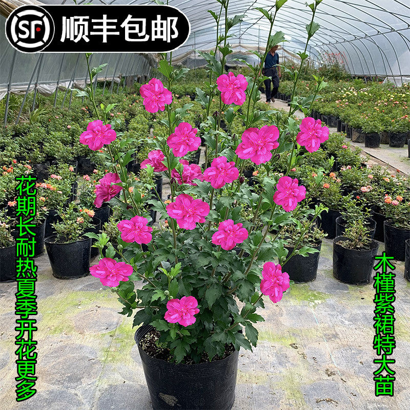 重瓣紫玉木槿日本蓝紫色花卉盆栽阳台庭院观花植物绿植盆栽花苗