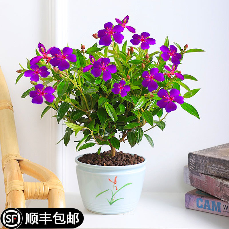 紫牡丹花苗盆栽带花苞四季开花卉绿植物办公室内阳台庭院香味好养