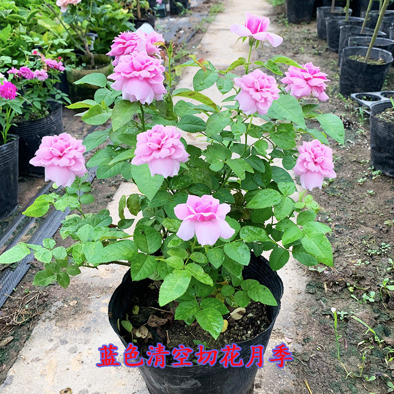 新品月季青空晴空天空灌木勤花多季节重复盛开庭院阳台盆栽花苗