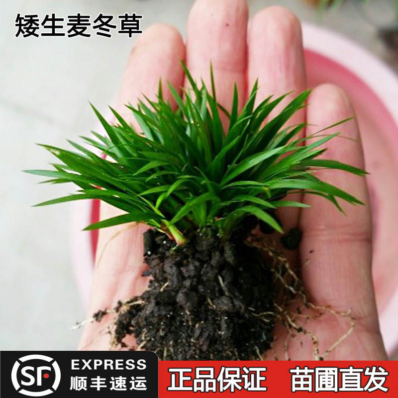 矮生麦冬草四季长青玉龙苗耐寒