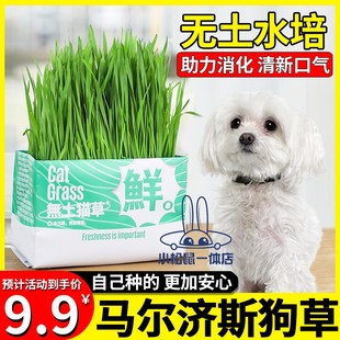 马尔济斯专用狗狗吃的草宠物可以食用草助消化草狗化毛草零食口臭