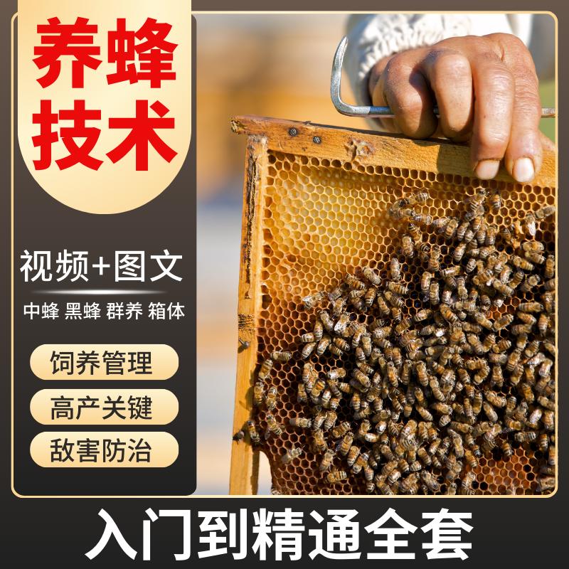中蜂饲养技术视频教程自学人工蜂王中蜂饲养入门教学敌害管理高产