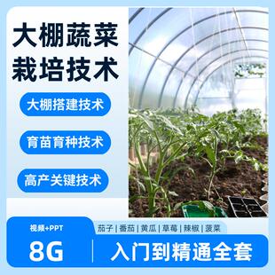 大棚蔬菜种植技术反季节番茄子辣椒黄瓜草莓栽培视频教程PPT课件