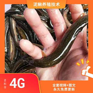 泥鳅养殖技术视频教程饲料配方养泥鳅怎么养场地建设网箱稻田病害