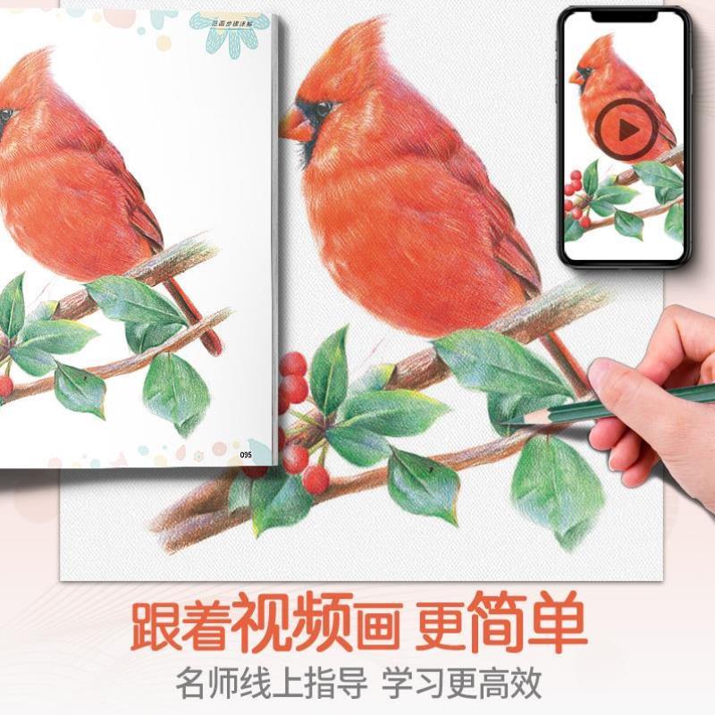 （正版）彩铅花鸟 彩色铅笔画画书零基础入门教程教材美术绘画超写实手绘技法绘画动物植物本漫画素描画册临摹范本花之绘教学成人