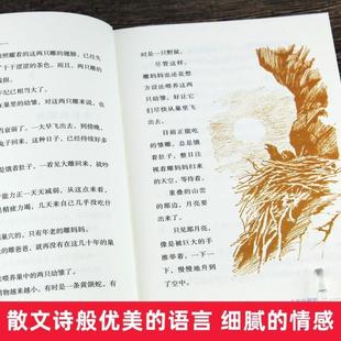 (正版)全集10册 椋鸠十动物小说 生于天空月轮熊山大王孤岛野犬野鸭的友情小说爱藏本8-12-14岁儿童文学读物动物文学小说故事21