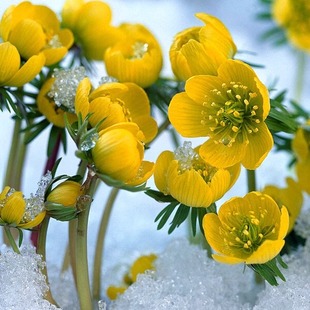 西里西卡菟葵荷兰进口带香味网红小盆栽冬季春天之花昆明带盆土发