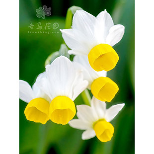 现货进口多花围裙水仙佳丽踢踏舞耐寒复花热球根花卉盆栽庭院室内