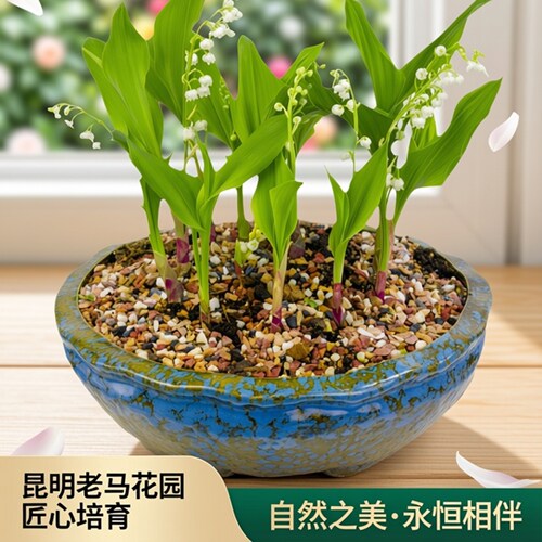 老马花园进口高品质铃兰春季花卉